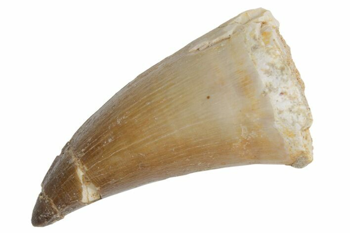 Fossil Mosasaur (Prognathodon) Tooth - Morocco #216996